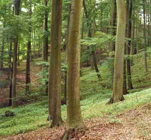 feldberg germ august 2002